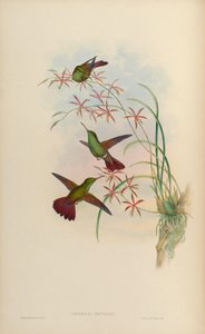 Amazilia beryllina devillei by John Gould